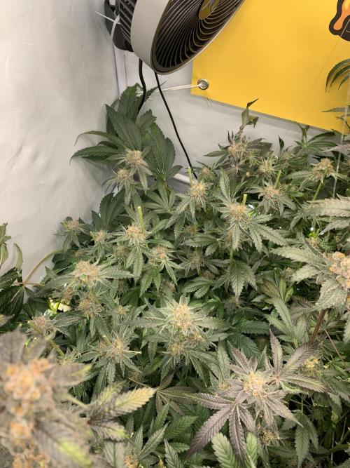 6.Grow: Papayton. Week 23 - 11.3. P2