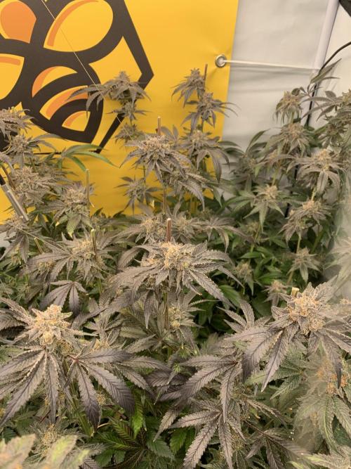 6.Grow: Papayton. Week 23 - 11.3. P3