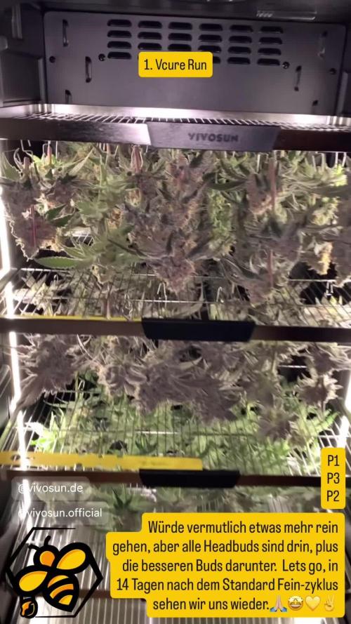 6.Grow: Papayton