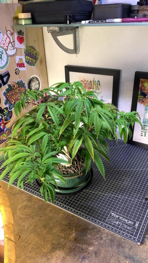 1.Bonsai: Lemon Cherry Runtz✌️