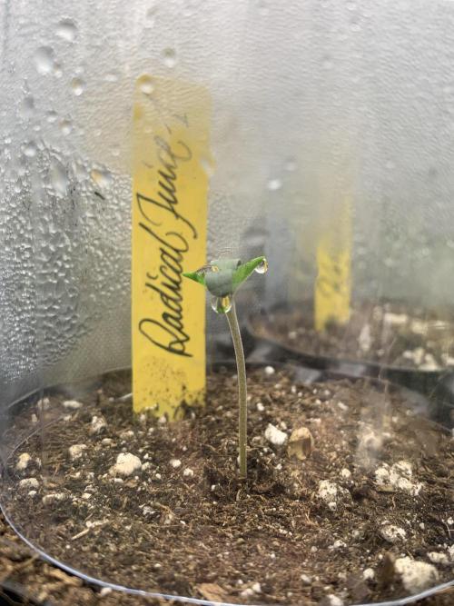 7.Grow: Kmintz & Radical Juice. Week 0 - 14.1.