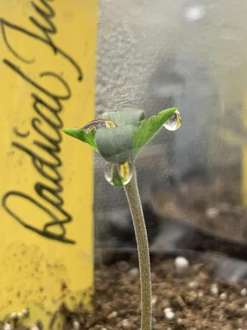 7.Grow: Kmintz & Radical Juice. Week 0 - 14.1.