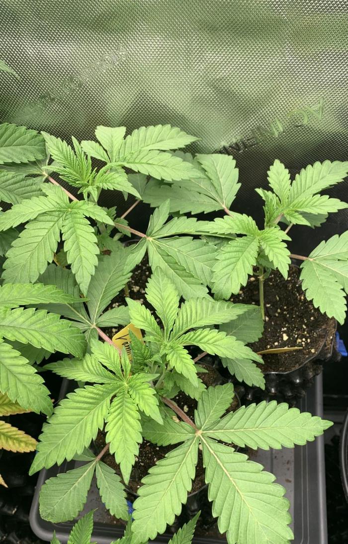 7.Grow: Kmintz & Radical Juice. Week 3 - 31.1.