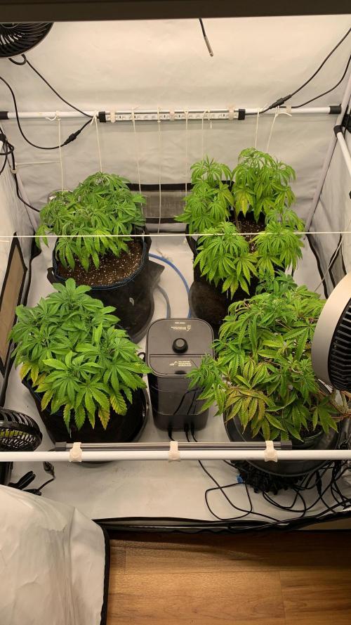7.Grow: Kmintz & Radical Juice. Week 10 - 19.3.