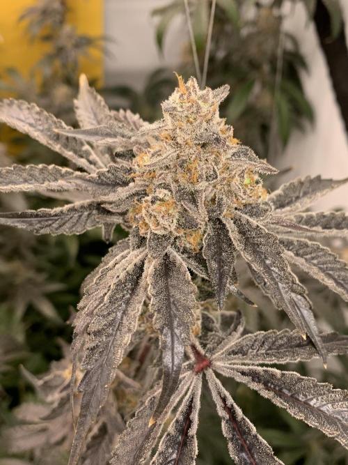 tsf_homegrow