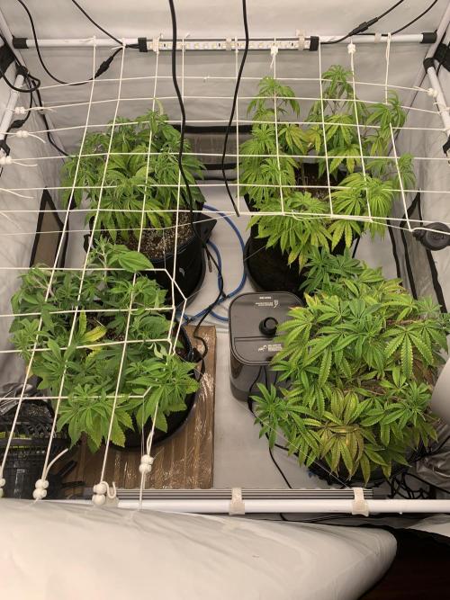 7.Grow: Kmintz & Radical Juice. Week 10 - 22.3.