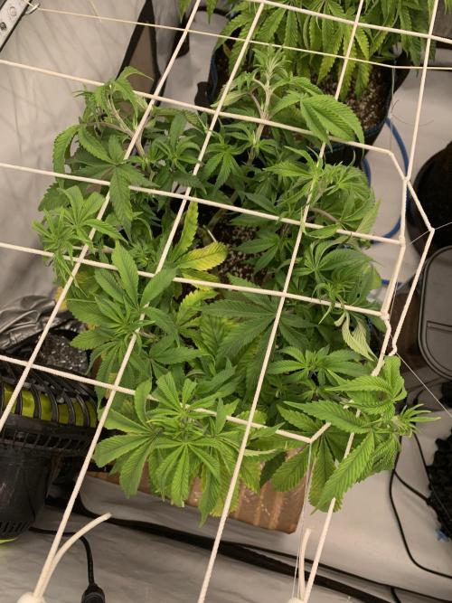 7.Grow: Kmintz & Radical Juice. Week 10 - 22.3. Radical Juice #1