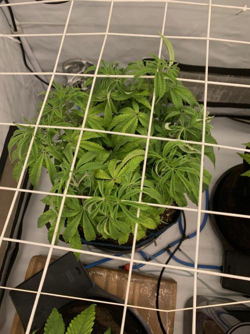 7.Grow: Kmintz & Radical Juice. Week 10 - 22.3. Radical Juice #2