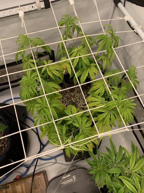 7.Grow: Kmintz & Radical Juice. Week 10 - 22.3. Kmintz 
