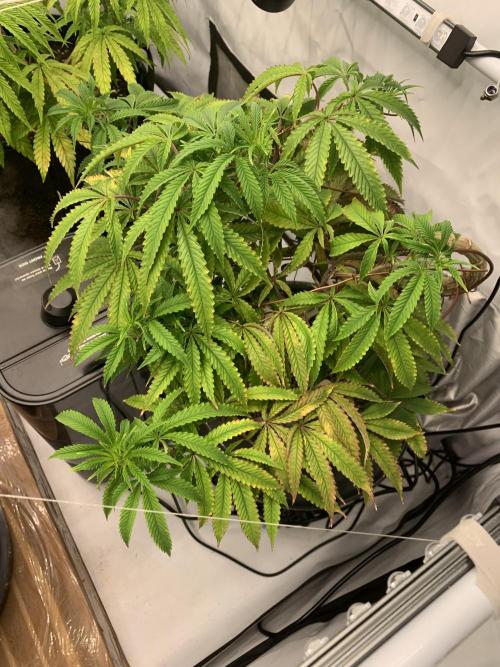 1.Bonsai: Lemon Cherry Runtz✌️. Week 19 - Tag 133