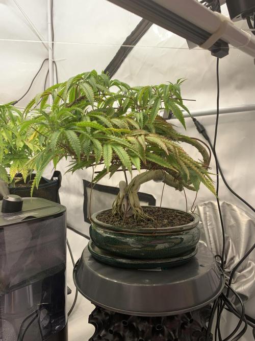 1.Bonsai: Lemon Cherry Runtz✌️. Week 19 - Tag 133