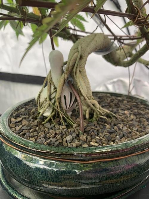 1.Bonsai: Lemon Cherry Runtz✌️. Week 19 - Tag 133