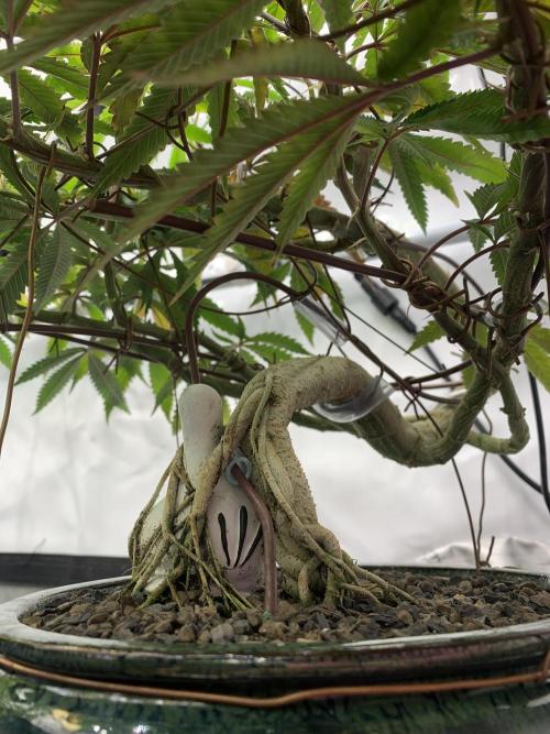 1.Bonsai: Lemon Cherry Runtz✌️. Week 19 - Tag 133