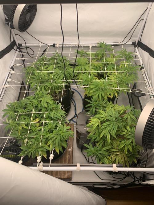 7.Grow: Kmintz & Radical Juice. Week 11 - 26.3.