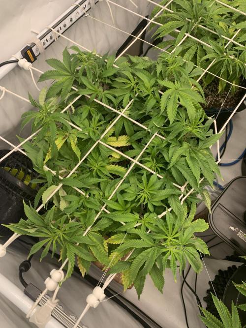 7.Grow: Kmintz & Radical Juice. Week 11 - 26.3.