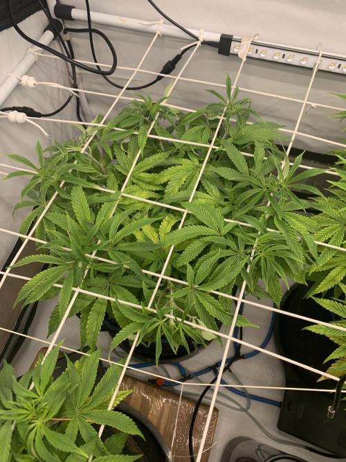 7.Grow: Kmintz & Radical Juice. Week 11 - 26.3.