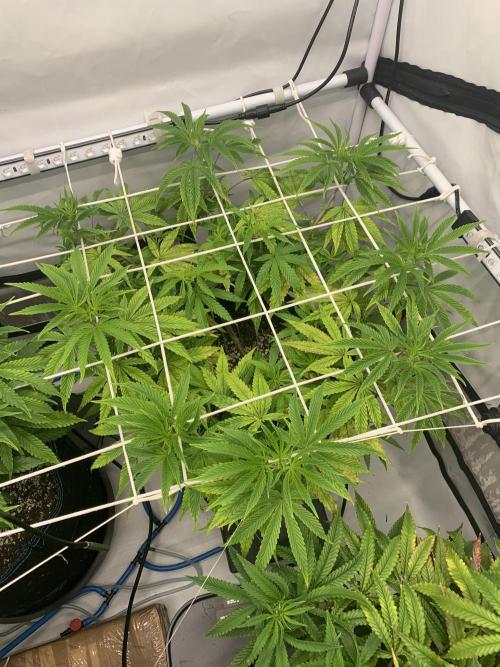 7.Grow: Kmintz & Radical Juice. Week 11 - 26.3.