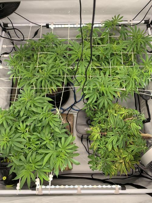7.Grow: Kmintz & Radical Juice. Week 12 - 29.3.