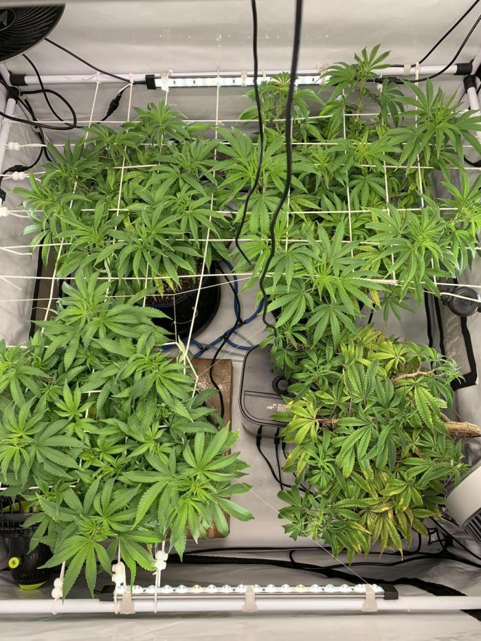 1.Bonsai: Lemon Cherry Runtz✌️. Week 20