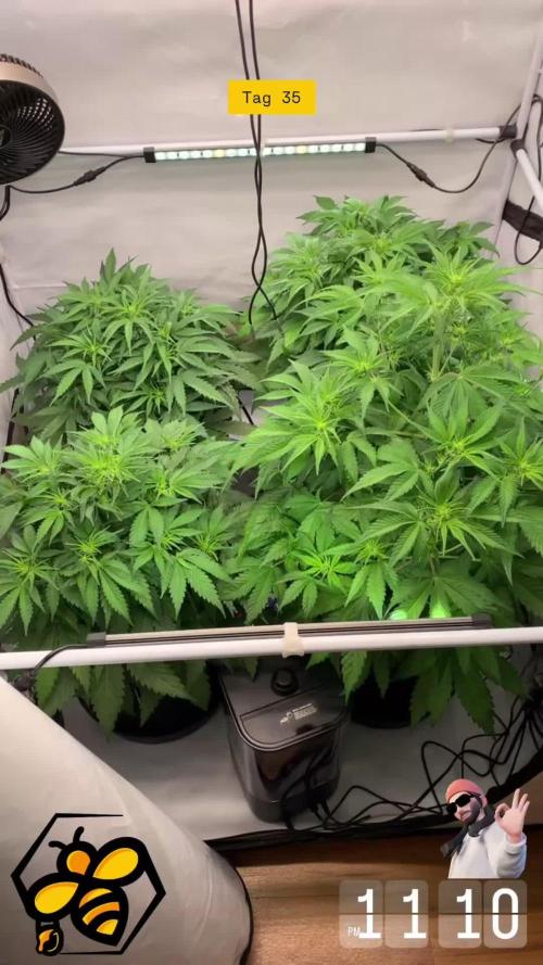 4.Grow: Abbruch New Setup testrun