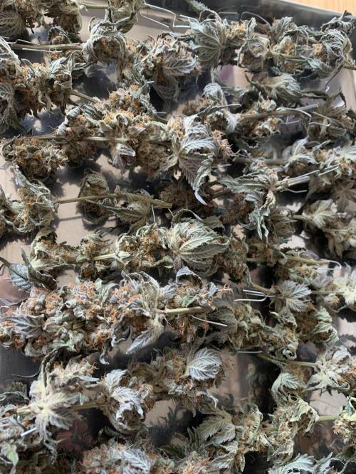 6.Grow: Papayton. Week 24 - 23.3. Trimm time