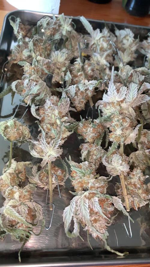 6.Grow: Papayton
