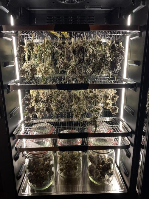 6.Grow: Papayton. Week 24 - 10.3.