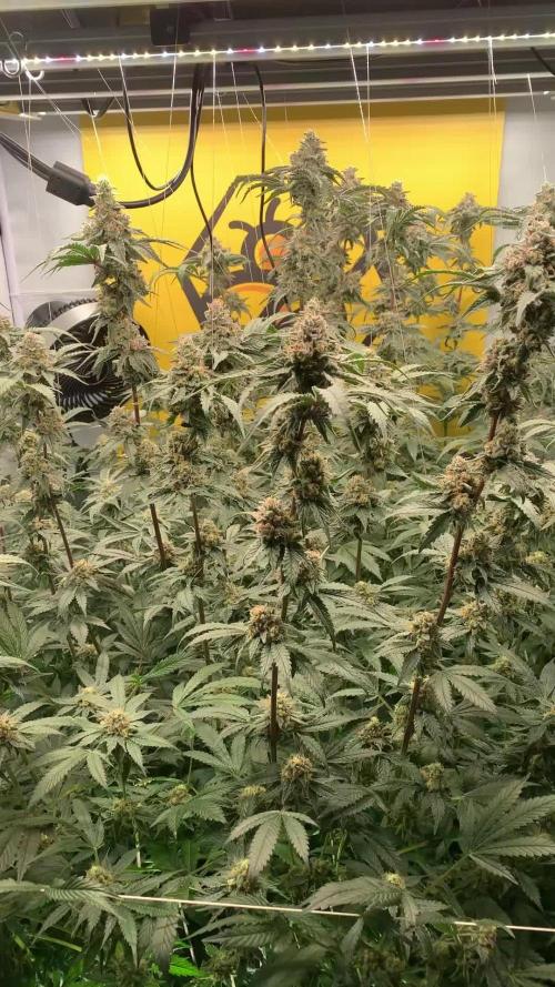 6.Grow: Papayton