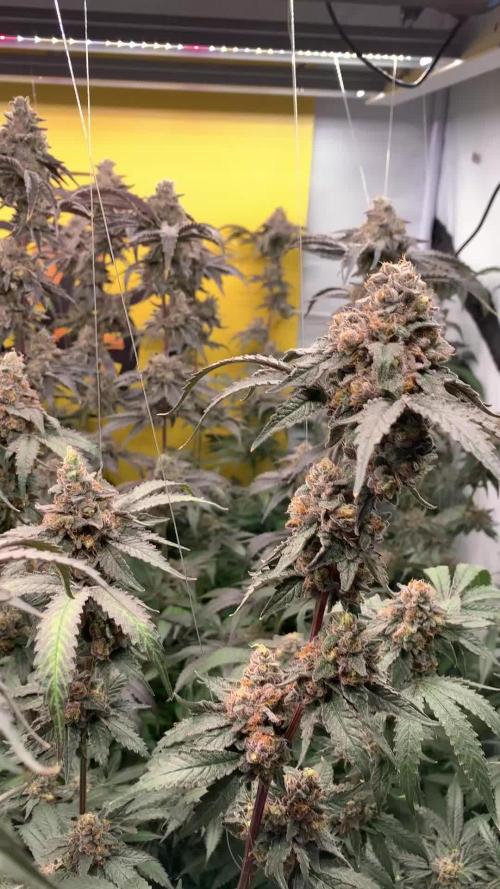 6.Grow: Papayton