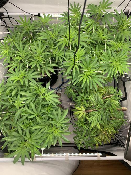 7.Grow: Kmintz & Radical Juice. Week 12 - 1.4.