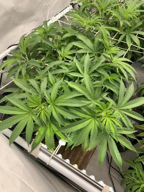 7.Grow: Kmintz & Radical Juice. Week 12 - 1.4. Radical Juice #1 