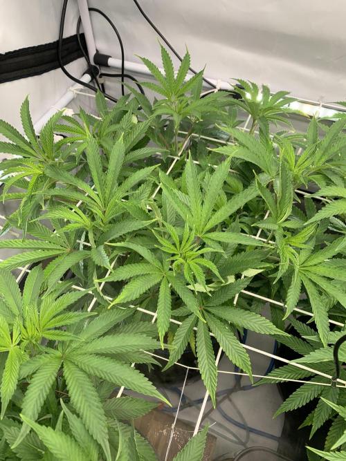 7.Grow: Kmintz & Radical Juice. Week 12 - 1.4. Radical Juice #2