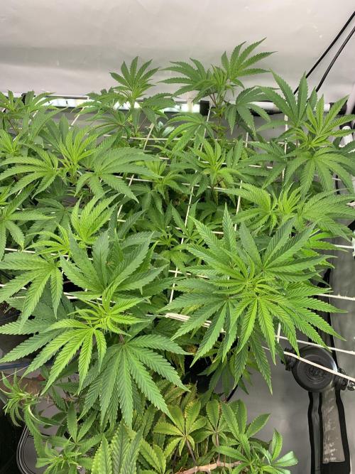 7.Grow: Kmintz & Radical Juice. Week 12 - 1.4. Kmintz