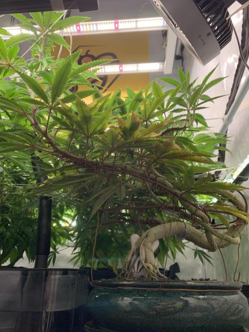 1.Bonsai: Lemon Cherry Runtz✌️. Week 21 - 6.4. / Tag 148 / BT 8 