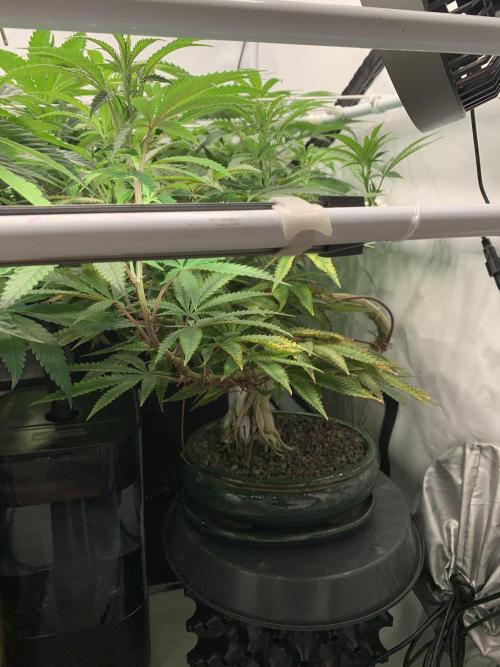 1.Bonsai: Lemon Cherry Runtz✌️. Week 21 - 6.4. / Tag 148 / BT 8 