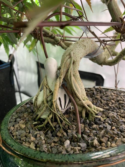1.Bonsai: Lemon Cherry Runtz✌️. Week 21 - 6.4. / Tag 148 / BT 8 