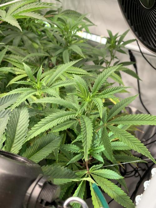1.Bonsai: Lemon Cherry Runtz✌️. Week 21 - 6.4. / Tag 148 / BT 8 