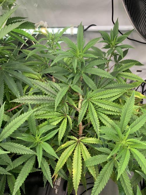 1.Bonsai: Lemon Cherry Runtz✌️. Week 21 - 6.4. / Tag 148 / BT 8 