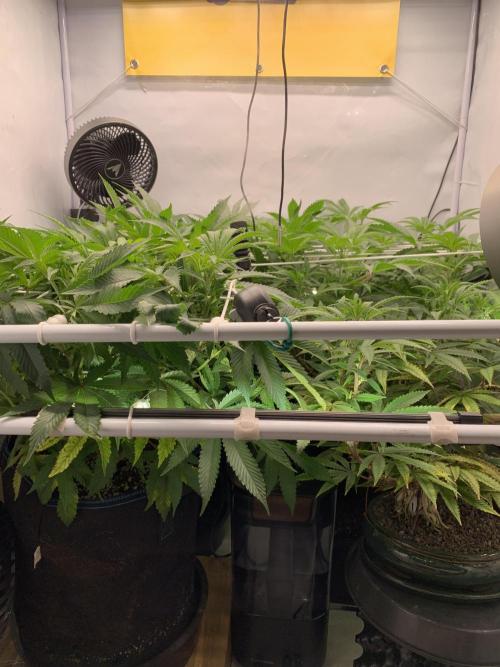 7.Grow: Kmintz & Radical Juice. Week 13 - 6.4. / Tag 86 / BT 8 