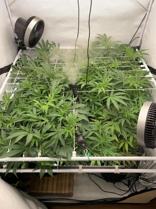 7.Grow: Kmintz & Radical Juice. Week 13 - 6.4. / Tag 86 / BT 8 