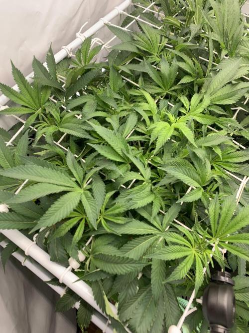 7.Grow: Kmintz & Radical Juice. Week 13 - 6.4. / Tag 86 / BT 8 - Radical Juice #1