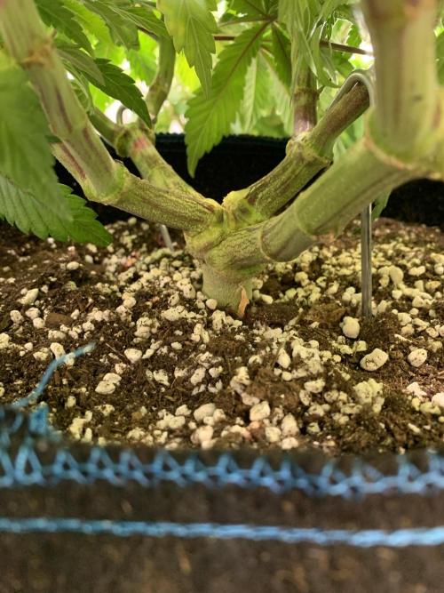 7.Grow: Kmintz & Radical Juice. Week 13 - 6.4. / Tag 86 / BT 8 - Radical Juice #1