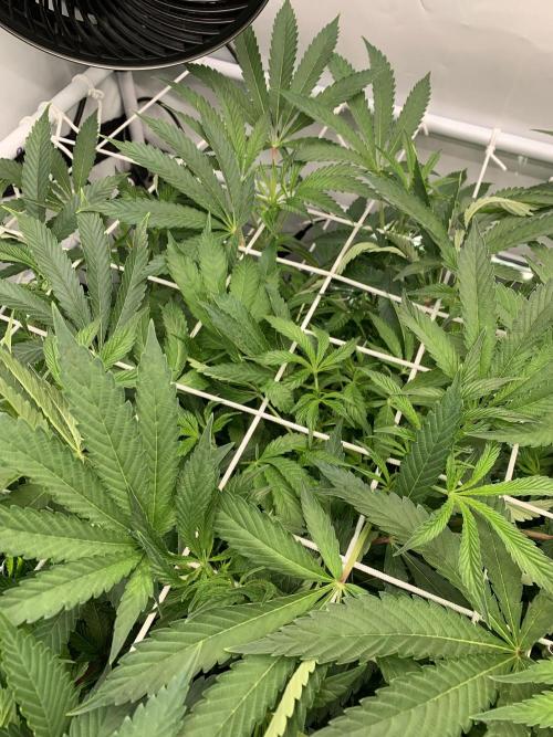 7.Grow: Kmintz & Radical Juice. Week 13 - 6.4. / Tag 86 / BT 8 - Radical Juice #2