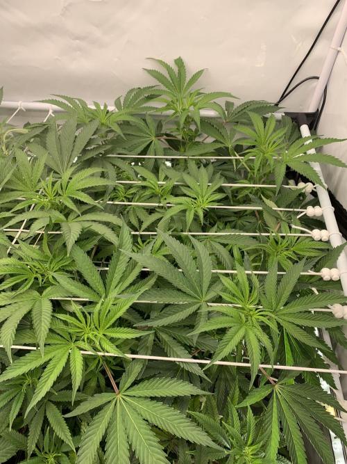 7.Grow: Kmintz & Radical Juice. Week 13 - 6.4. / Tag 86 / BT 8 - Kmintz