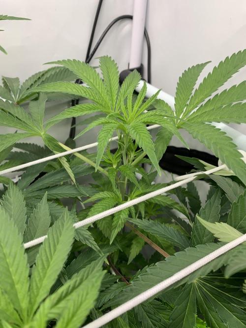 7.Grow: Kmintz & Radical Juice. Week 13 - 6.4. / Tag 86 / BT 8 - Kmintz