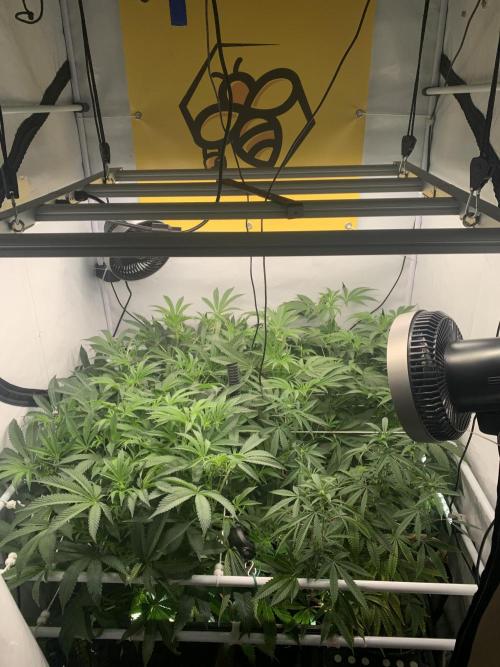 7.Grow: Kmintz & Radical Juice. Week 13 - 11.4. / Tag 91 / BT 13