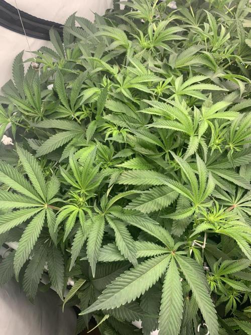 7.Grow: Kmintz & Radical Juice. Week 13 - 11.4. / Tag 91 / BT 13 - Radical Juice #1