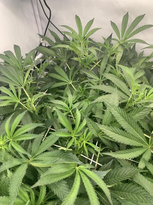 7.Grow: Kmintz & Radical Juice. Week 13 - 11.4. / Tag 91 / BT 13 - Radical Juice #2