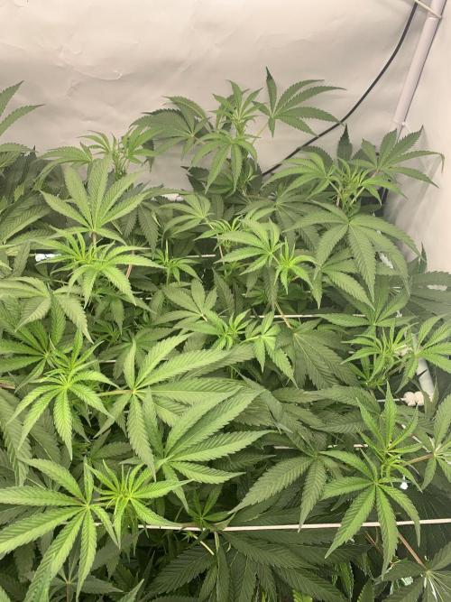 7.Grow: Kmintz & Radical Juice. Week 13 - 11.4. / Tag 91 / BT 13 - Kmnitz