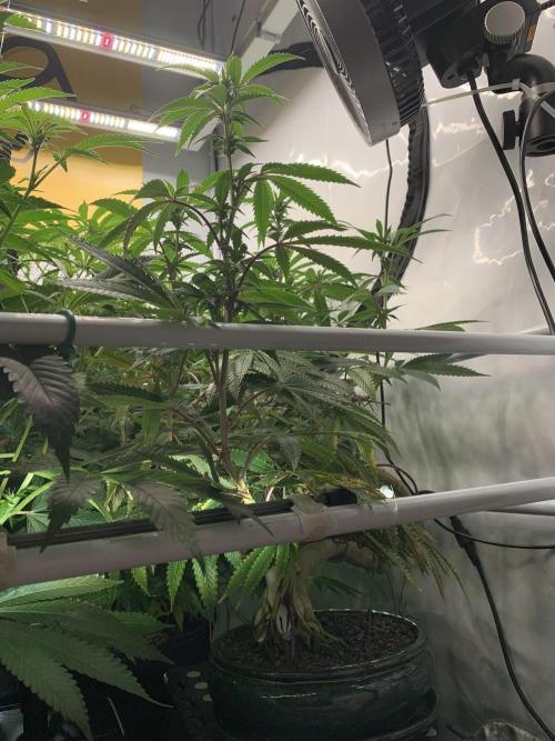1.Bonsai: Lemon Cherry Runtz✌️. Week 22 - 13.4.